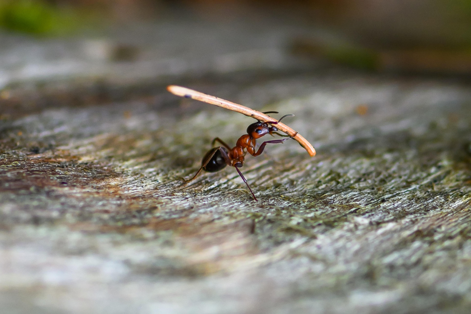 Somos pequeños pero grandes